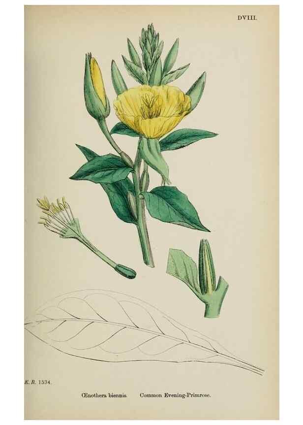 Reproducción/Reproduction 48717383071: English botany, or, Coloured figures of British plants /. London :R. Hardwicke,1863-1886.. 