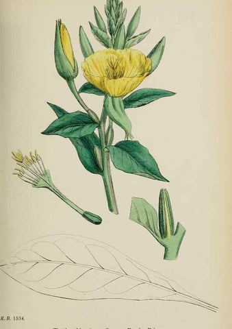 Reproducción/Reproduction 48717383071: English botany, or, Coloured figures of British plants /. London :R. Hardwicke,1863-1886.. 