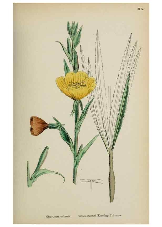 Reproducción/Reproduction 48717047103: English botany, or, Coloured figures of British plants /. London :R. Hardwicke,1863-1886.. 