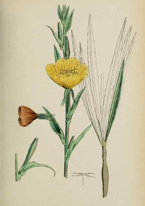 Reproducción/Reproduction 48717047103: English botany, or, Coloured figures of British plants /. London :R. Hardwicke,1863-1886.. 
