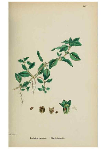 Reproducción/Reproduction 48717383906: English botany, or, Coloured figures of British plants /. London :R. Hardwicke,1863-1886.. 