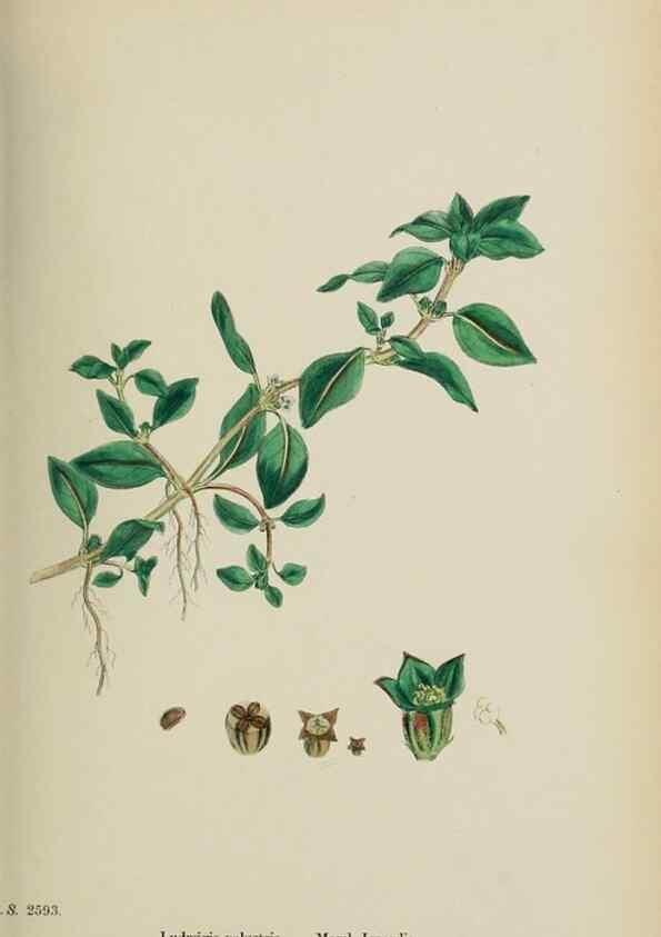 Reproducción/Reproduction 48717383906: English botany, or, Coloured figures of British plants /. London :R. Hardwicke,1863-1886.. 