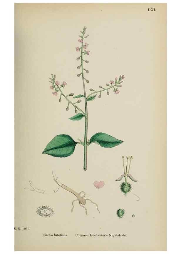 Reproducción/Reproduction 48717047973: English botany, or, Coloured figures of British plants /. London :R. Hardwicke,1863-1886.. 