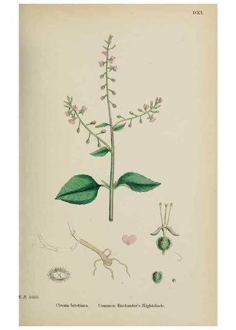 Reproducción/Reproduction 48717047973: English botany, or, Coloured figures of British plants /. London :R. Hardwicke,1863-1886.. 