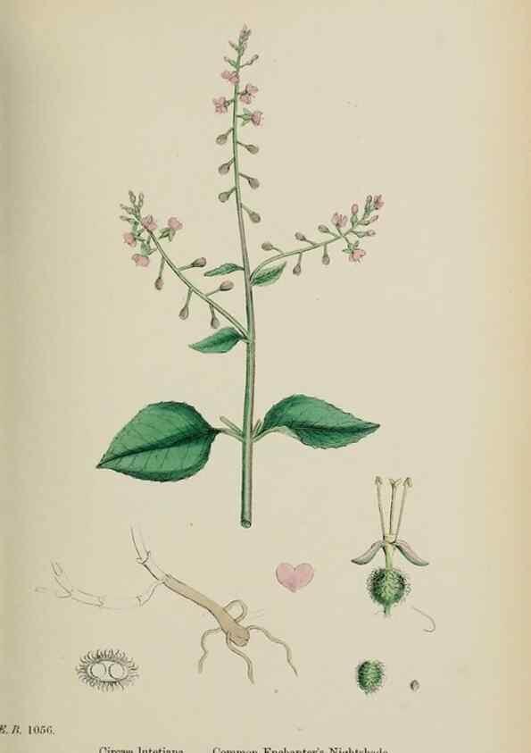 Reproducción/Reproduction 48717047973: English botany, or, Coloured figures of British plants /. London :R. Hardwicke,1863-1886.. 