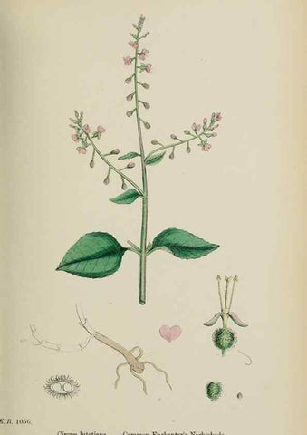 Reproducción/Reproduction 48717047973: English botany, or, Coloured figures of British plants /. London :R. Hardwicke,1863-1886.. 