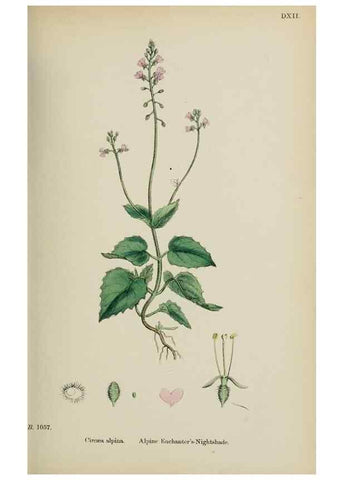 Reproducción/Reproduction 48717555787: English botany, or, Coloured figures of British plants /. London :R. Hardwicke,1863-1886.. 
