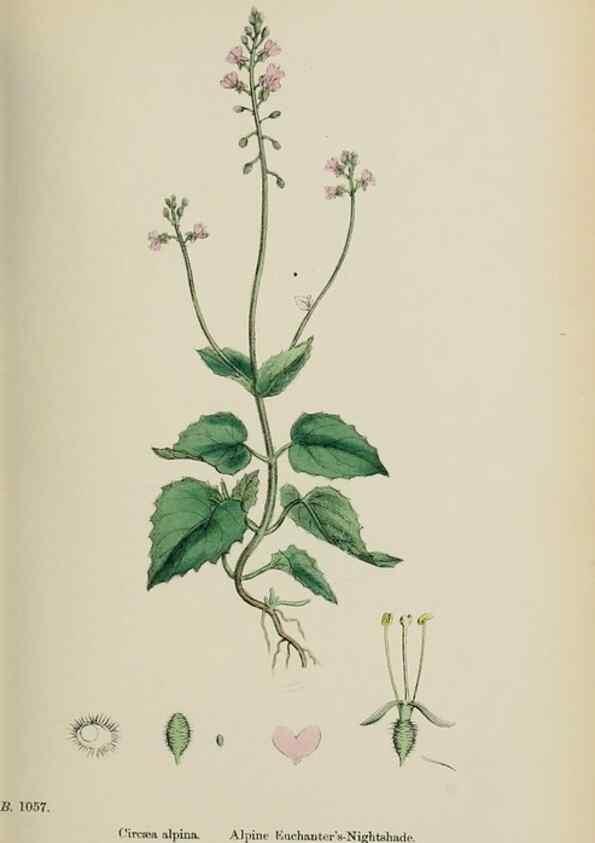 Reproducción/Reproduction 48717555787: English botany, or, Coloured figures of British plants /. London :R. Hardwicke,1863-1886.. 