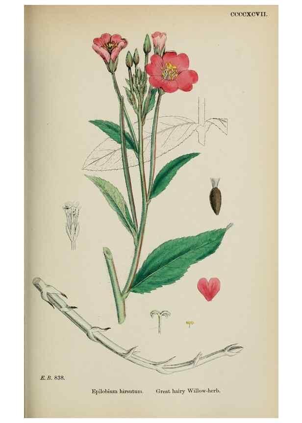 Reproducción/Reproduction 48717379226: English botany, or, Coloured figures of British plants /. London :R. Hardwicke,1863-1886.. 