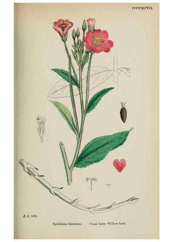 Reproducción/Reproduction 48717379226: English botany, or, Coloured figures of British plants /. London :R. Hardwicke,1863-1886.. 
