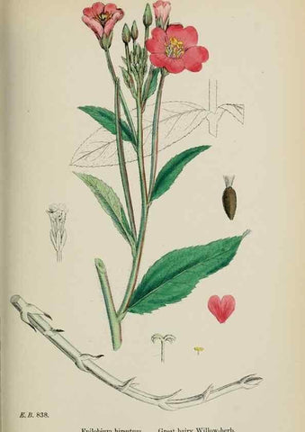 Reproducción/Reproduction 48717379226: English botany, or, Coloured figures of British plants /. London :R. Hardwicke,1863-1886.. 