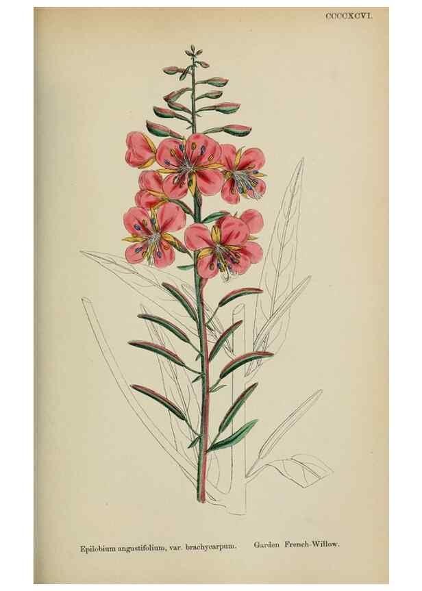 Reproducción/Reproduction 48717378561: English botany, or, Coloured figures of British plants /. London :R. Hardwicke,1863-1886.. 
