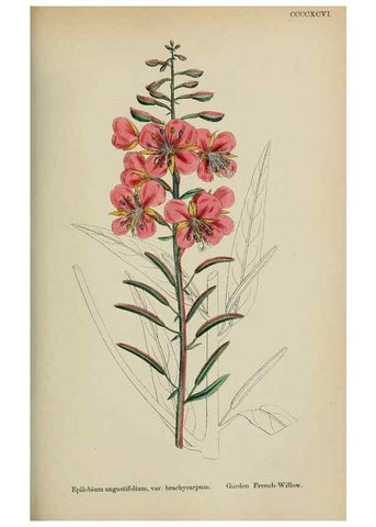 Reproducción/Reproduction 48717378561: English botany, or, Coloured figures of British plants /. London :R. Hardwicke,1863-1886.. 