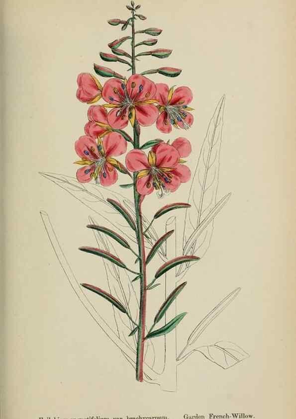 Reproducción/Reproduction 48717378561: English botany, or, Coloured figures of British plants /. London :R. Hardwicke,1863-1886.. 