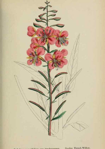 Reproducción/Reproduction 48717378561: English botany, or, Coloured figures of British plants /. London :R. Hardwicke,1863-1886.. 