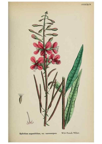 Reproducción/Reproduction 48717378026: English botany, or, Coloured figures of British plants /. London :R. Hardwicke,1863-1886.. 
