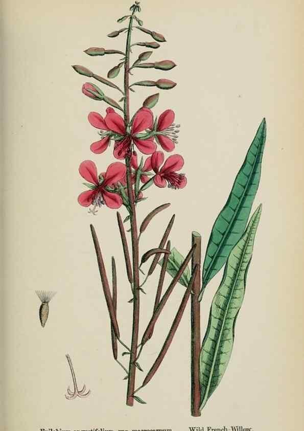 Reproducción/Reproduction 48717378026: English botany, or, Coloured figures of British plants /. London :R. Hardwicke,1863-1886.. 