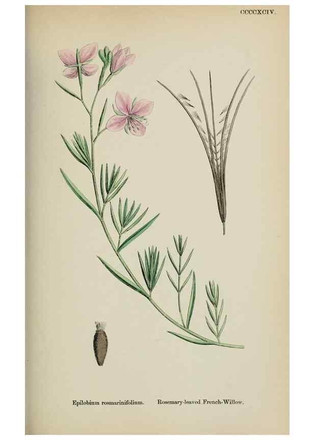 Reproducción/Reproduction 48717548567: English botany, or, Coloured figures of British plants /. London :R. Hardwicke,1863-1886.. 