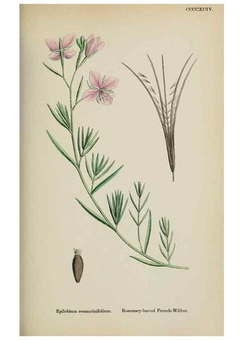 Reproducción/Reproduction 48717548567: English botany, or, Coloured figures of British plants /. London :R. Hardwicke,1863-1886.. 