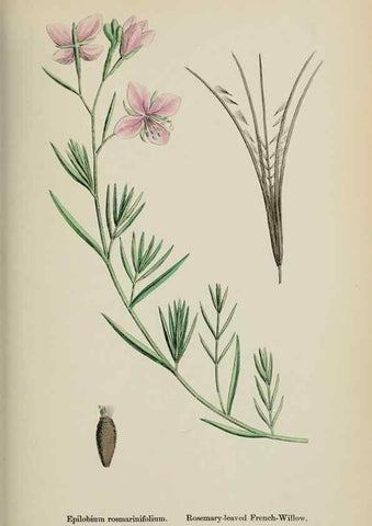 Reproducción/Reproduction 48717548567: English botany, or, Coloured figures of British plants /. London :R. Hardwicke,1863-1886.. 