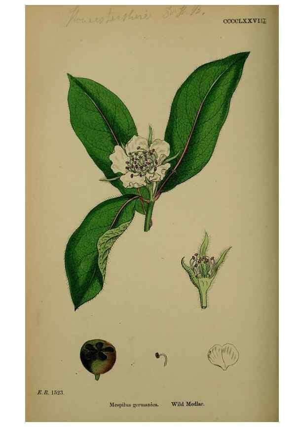 Reproducción/Reproduction 48716956208: English botany, or, Coloured figures of British plants /. London :R. Hardwicke,1863-1886.. 