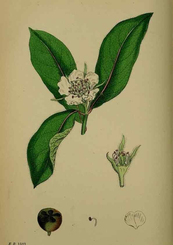 Reproducción/Reproduction 48716956208: English botany, or, Coloured figures of British plants /. London :R. Hardwicke,1863-1886.. 