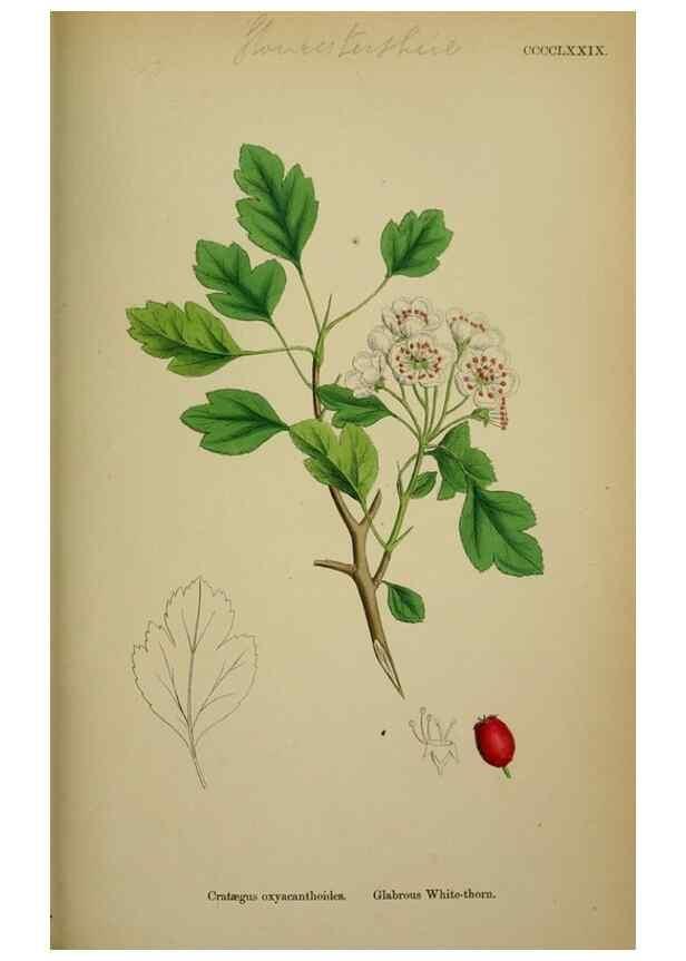 Reproducción/Reproduction 48717463512: English botany, or, Coloured figures of British plants /. London :R. Hardwicke,1863-1886.. 