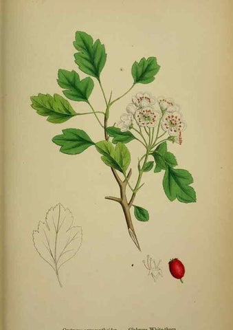 Reproducción/Reproduction 48717463512: English botany, or, Coloured figures of British plants /. London :R. Hardwicke,1863-1886.. 