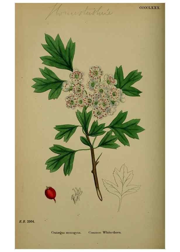 Reproducción/Reproduction 48717294281: English botany, or, Coloured figures of British plants /. London :R. Hardwicke,1863-1886.. 