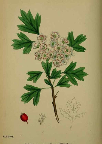 Reproducción/Reproduction 48717294281: English botany, or, Coloured figures of British plants /. London :R. Hardwicke,1863-1886.. 