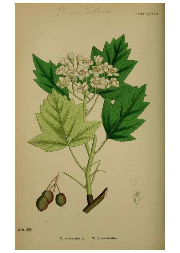 Reproducción/Reproduction 48716957453: English botany, or, Coloured figures of British plants /. London :R. Hardwicke,1863-1886.. 