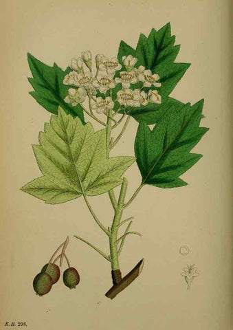 Reproducción/Reproduction 48716957453: English botany, or, Coloured figures of British plants /. London :R. Hardwicke,1863-1886.. 