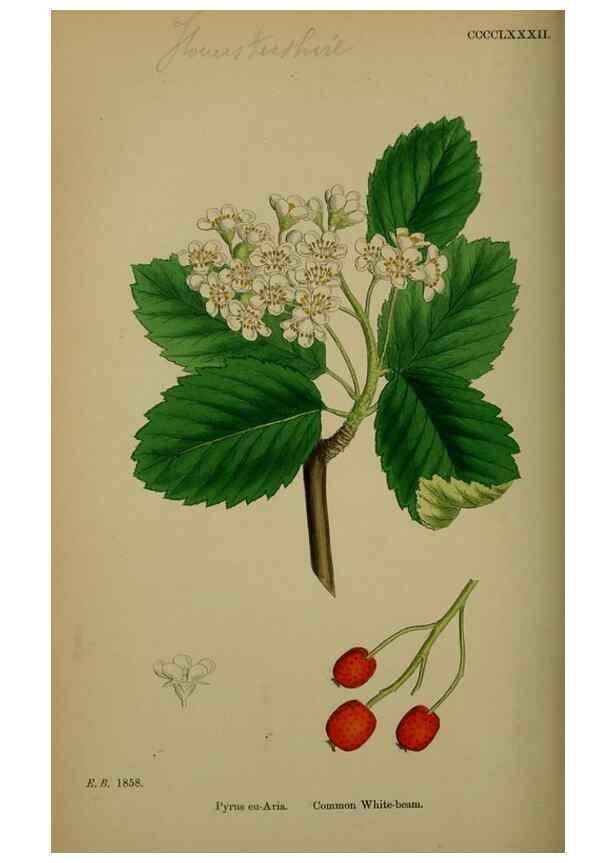 Reproducción/Reproduction 48717295071: English botany, or, Coloured figures of British plants /. London :R. Hardwicke,1863-1886.. 