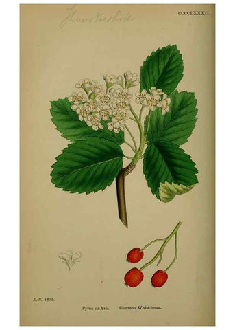 Reproducción/Reproduction 48717295071: English botany, or, Coloured figures of British plants /. London :R. Hardwicke,1863-1886.. 