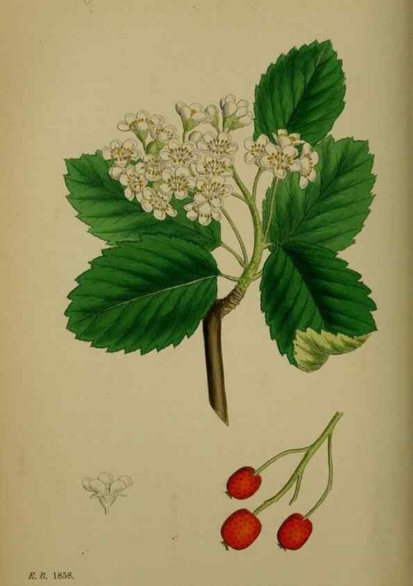 Reproducción/Reproduction 48717295071: English botany, or, Coloured figures of British plants /. London :R. Hardwicke,1863-1886.. 