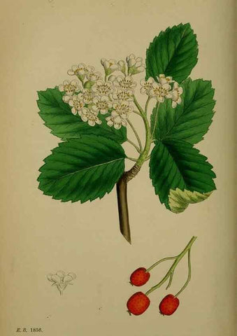Reproducción/Reproduction 48717295071: English botany, or, Coloured figures of British plants /. London :R. Hardwicke,1863-1886.. 