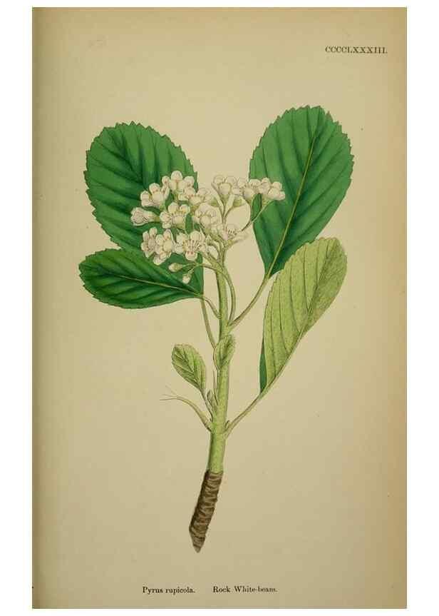 Reproducción/Reproduction 48717295341: English botany, or, Coloured figures of British plants /. London :R. Hardwicke,1863-1886.. 