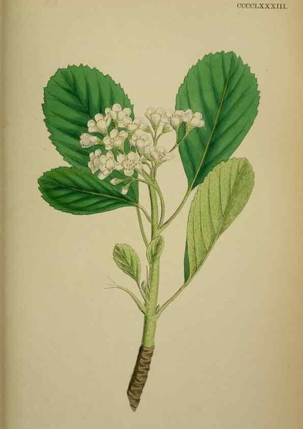 Reproducción/Reproduction 48717295341: English botany, or, Coloured figures of British plants /. London :R. Hardwicke,1863-1886.. 