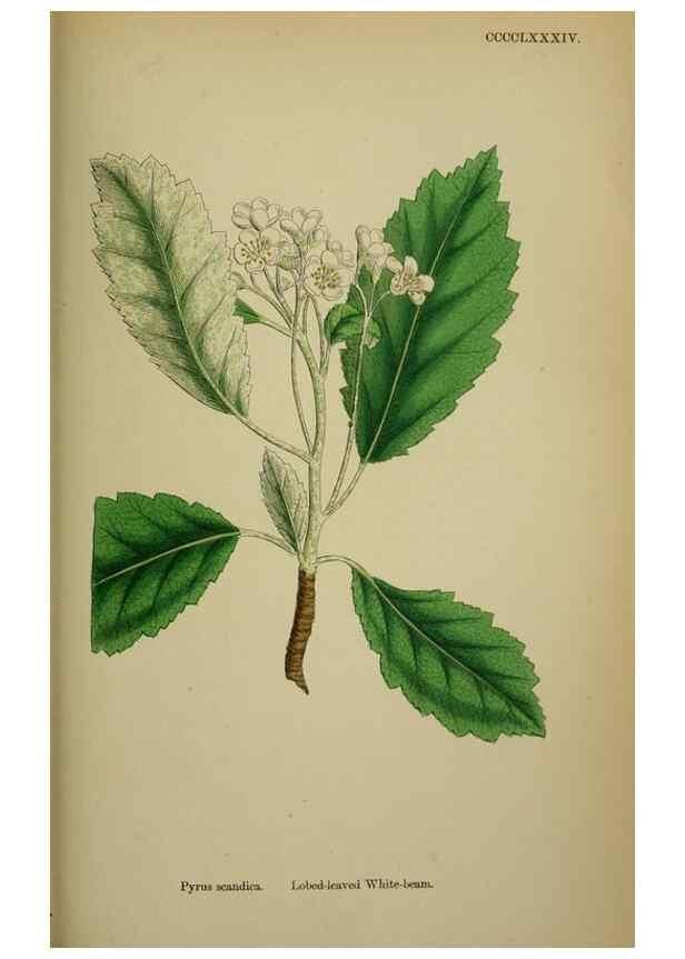 Reproducción/Reproduction 48717295521: English botany, or, Coloured figures of British plants /. London :R. Hardwicke,1863-1886.. 
