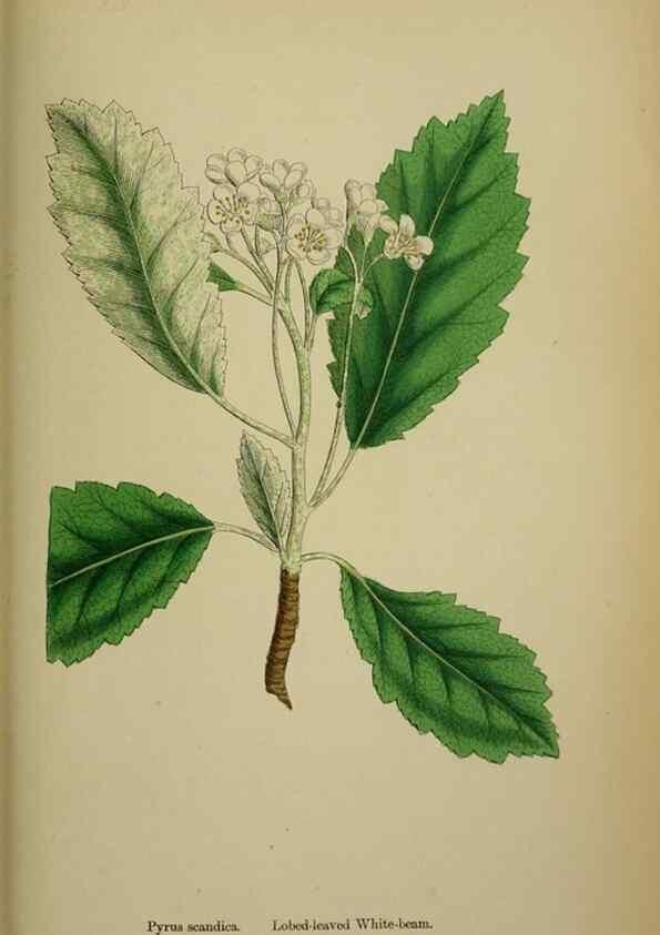 Reproducción/Reproduction 48717295521: English botany, or, Coloured figures of British plants /. London :R. Hardwicke,1863-1886.. 