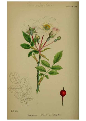 Reproducción/Reproduction 48716955458: English botany, or, Coloured figures of British plants /. London :R. Hardwicke,1863-1886.. 