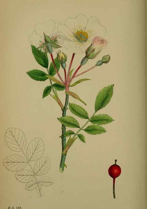 Reproducción/Reproduction 48716955458: English botany, or, Coloured figures of British plants /. London :R. Hardwicke,1863-1886.. 