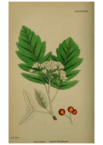 Reproducción/Reproduction 48716958893: English botany, or, Coloured figures of British plants /. London :R. Hardwicke,1863-1886.. 