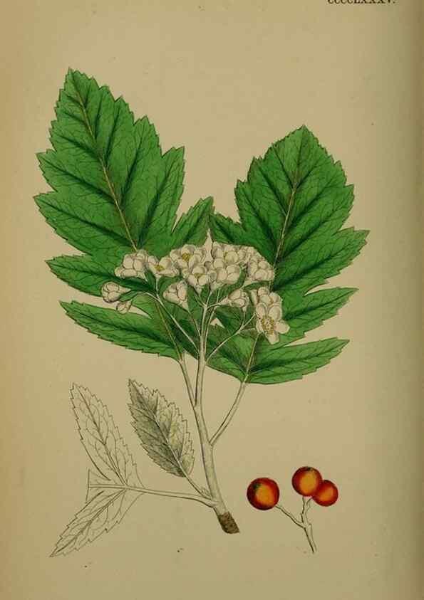 Reproducción/Reproduction 48716958893: English botany, or, Coloured figures of British plants /. London :R. Hardwicke,1863-1886.. 
