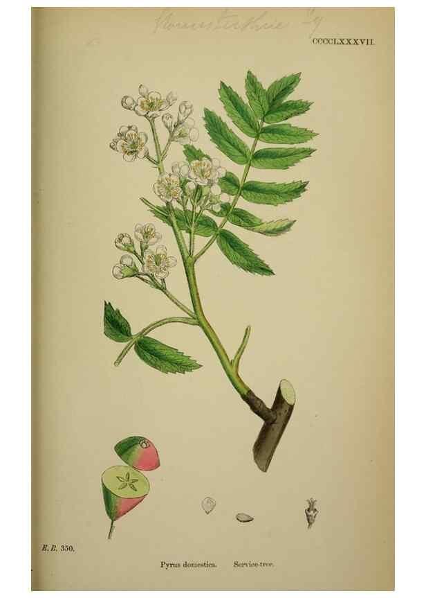 Reproducción/Reproduction 48717296441: English botany, or, Coloured figures of British plants /. London :R. Hardwicke,1863-1886.. 