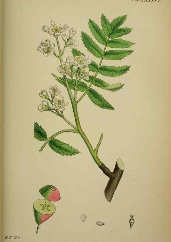 Reproducción/Reproduction 48717296441: English botany, or, Coloured figures of British plants /. London :R. Hardwicke,1863-1886.. 