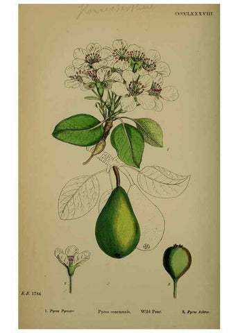 Reproducción/Reproduction 48717466562: English botany, or, Coloured figures of British plants /. London :R. Hardwicke,1863-1886.. 