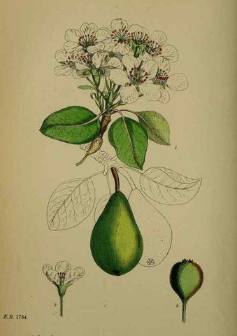 Reproducción/Reproduction 48717466562: English botany, or, Coloured figures of British plants /. London :R. Hardwicke,1863-1886.. 