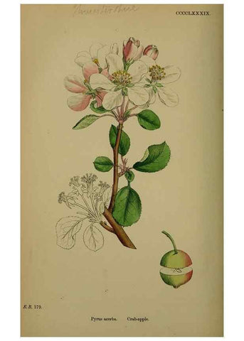 Reproducción/Reproduction 48716960253: English botany, or, Coloured figures of British plants /. London :R. Hardwicke,1863-1886.. 