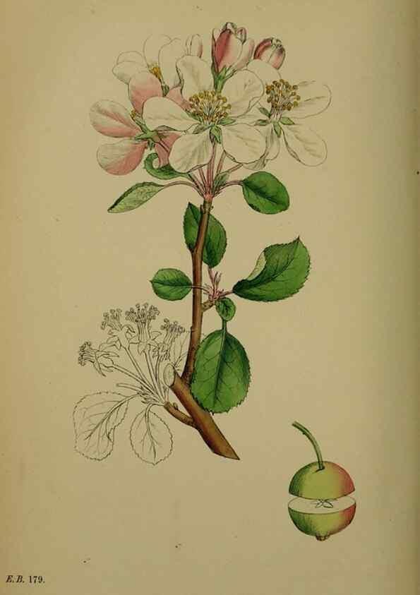 Reproducción/Reproduction 48716960253: English botany, or, Coloured figures of British plants /. London :R. Hardwicke,1863-1886.. 
